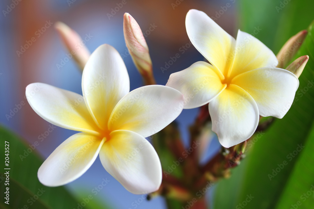 Fototapeta premium frangipani #4