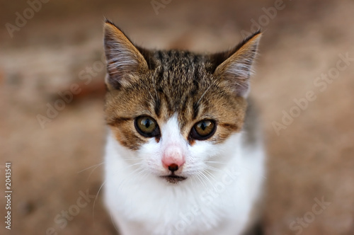 kitty
