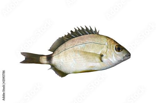 fish