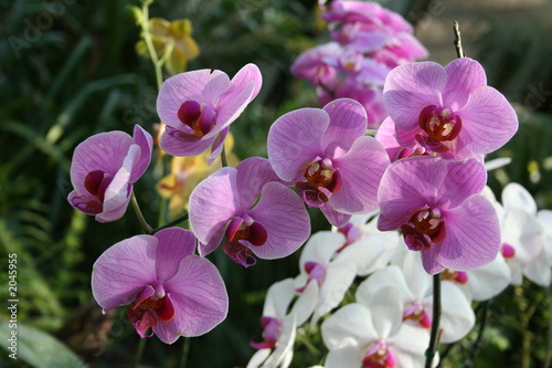 wild orchid phalaenopsis , plantation beau 'diane'