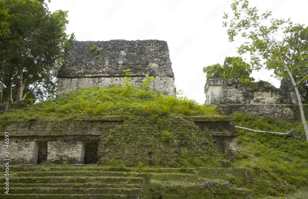 overgrown mayan ruins