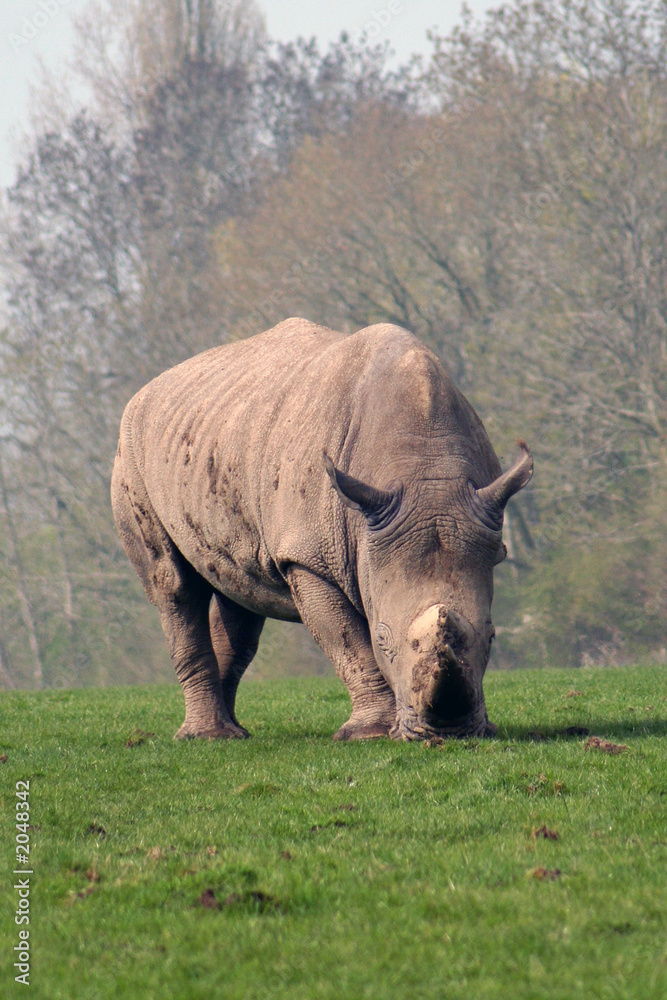 Obraz premium rhinoceros