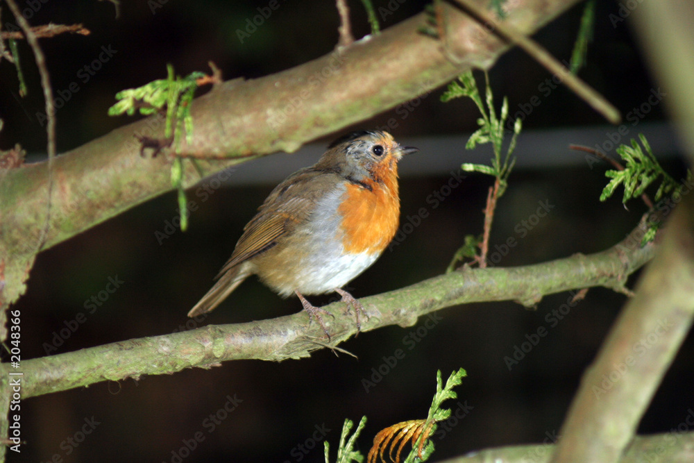 rouge gorge rouge gorge