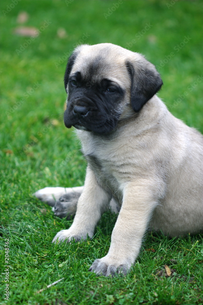 baby english mastiff