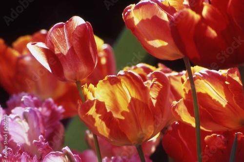 Fototapeta Naklejka Na Ścianę i Meble -  red tulips in bloom.