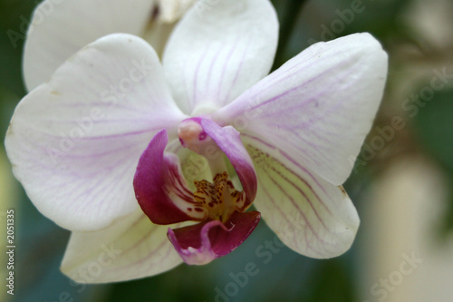 orchid