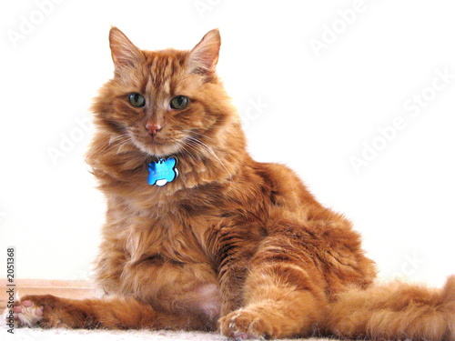 portrait of orange cat