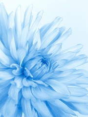 Canvas schilderij Blauw Zachtblauwe bloem in close-up  © elen_studio