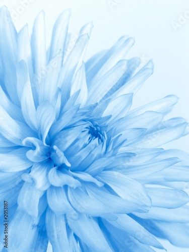 soft blue flower