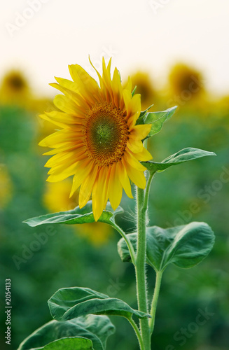 sunflower alone