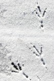 footsteps of a bird