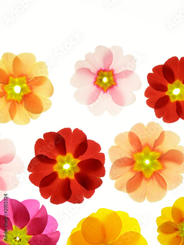 spring primula