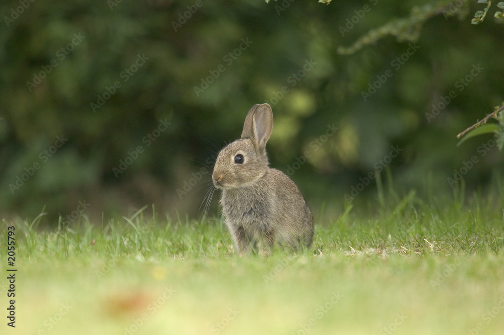 Fototapeta premium wild rabbit