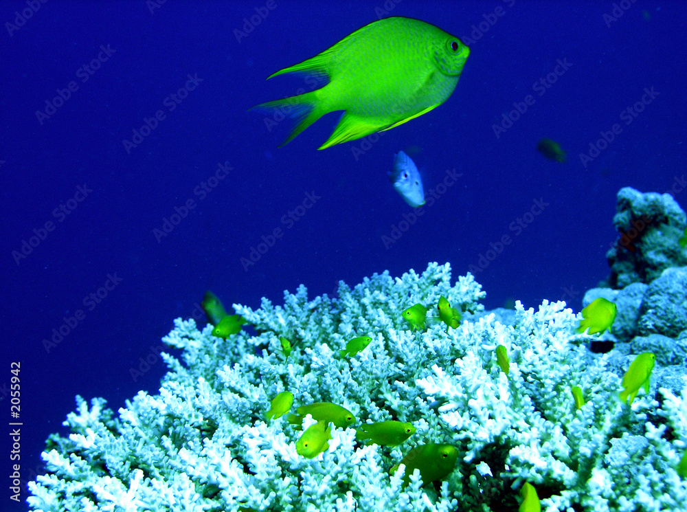 Fototapeta premium aneonfisch