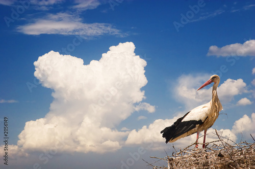 white stork