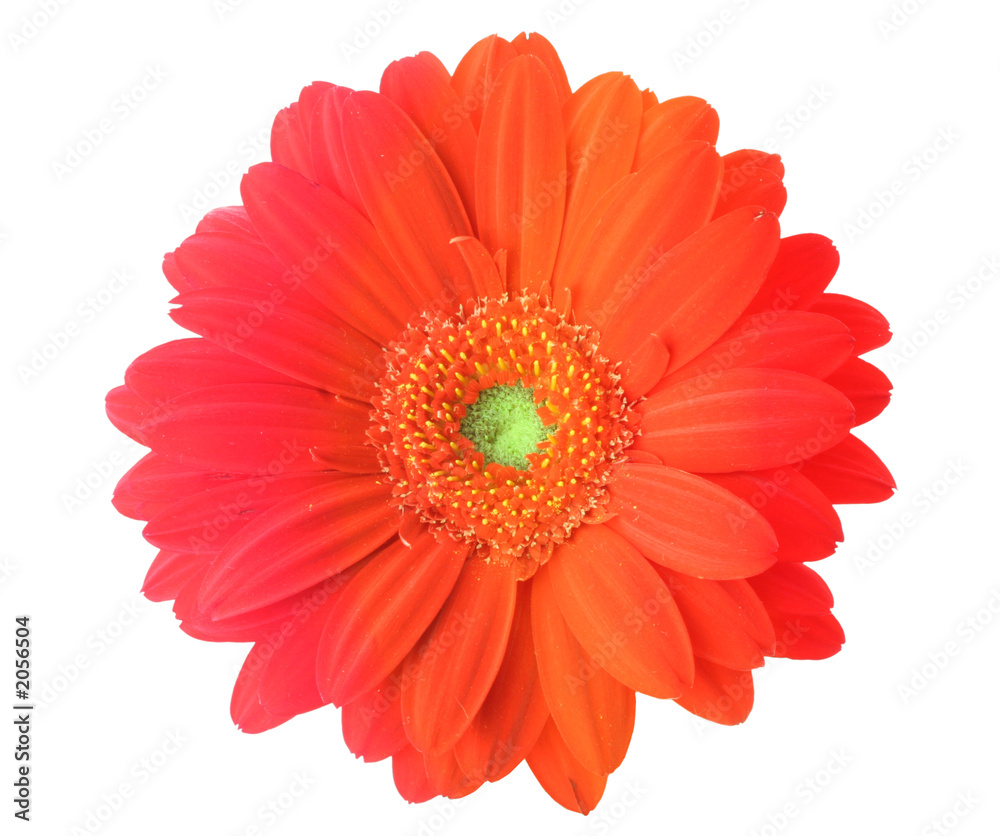 multicolored gerbera flower