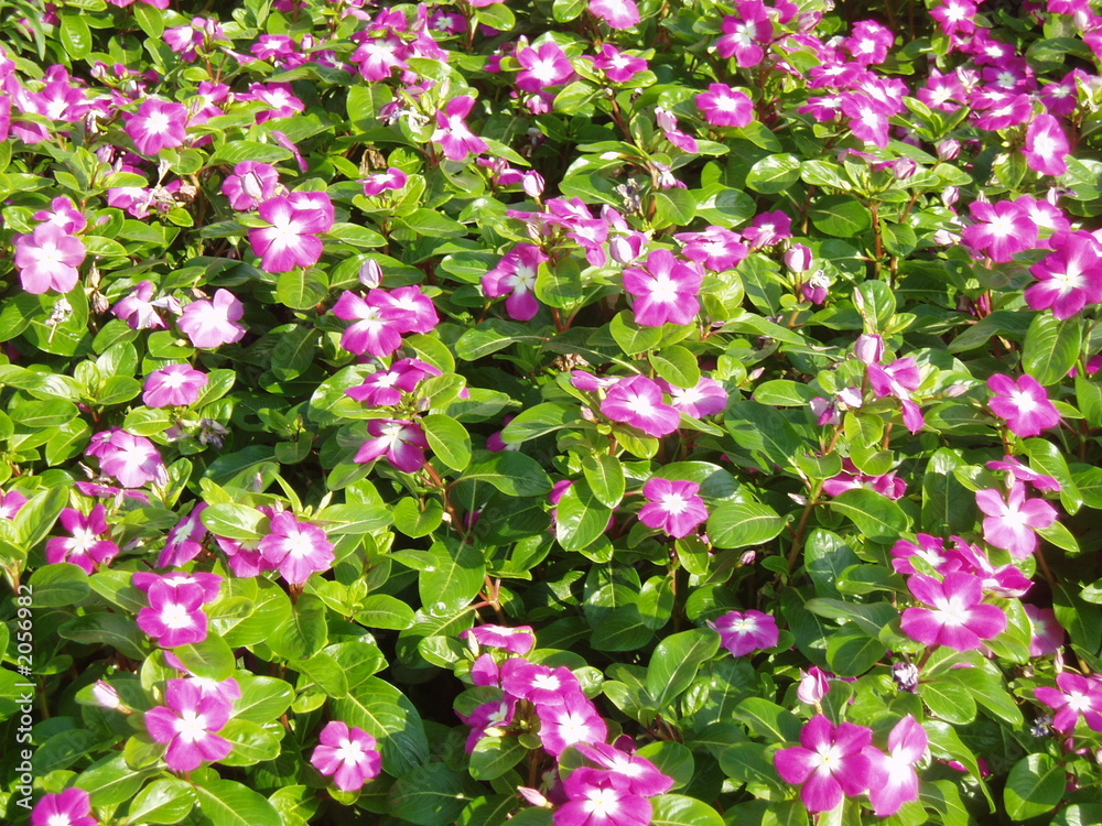 Obraz premium flowers