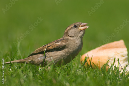 glutton sparrow photo