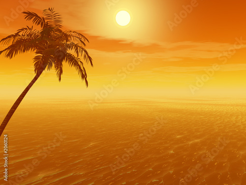 sunset_palm