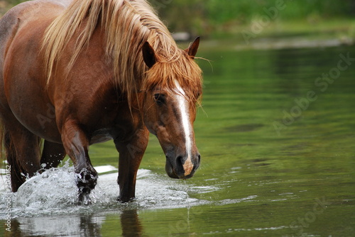 cheval dans l'eau