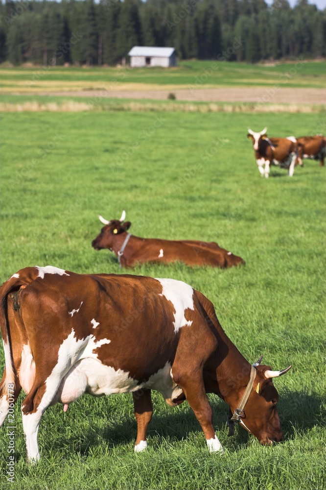 cows on grass cows on grass