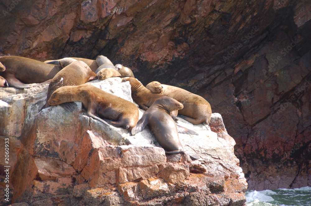 Fototapeta premium seals