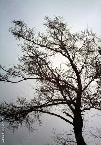 a leafless tree and a winter sky