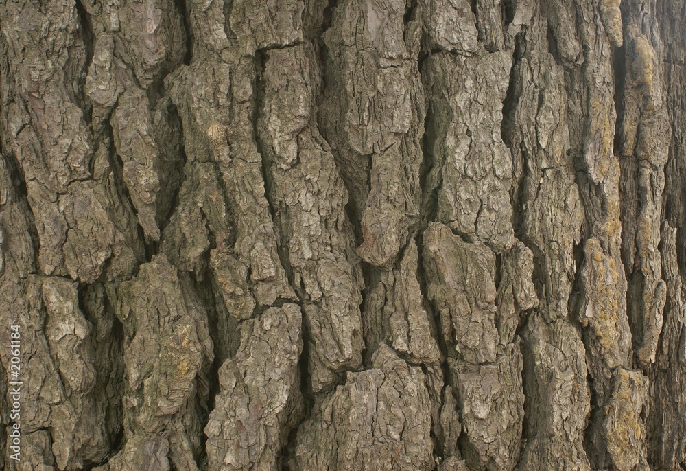 bark