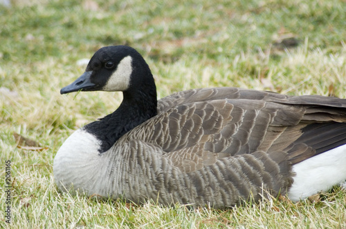 goose resting