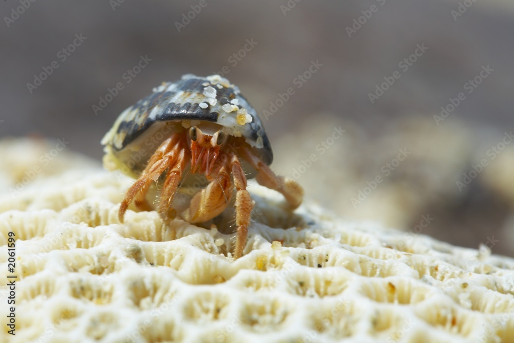 	hermit crab
