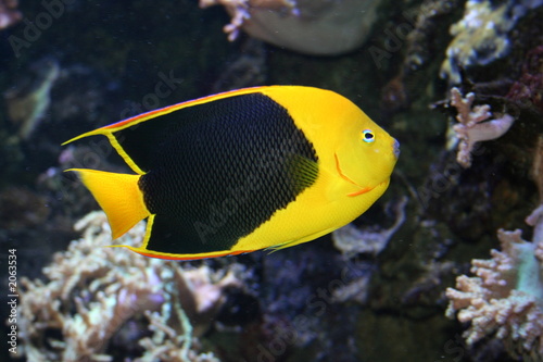 fish with black scales