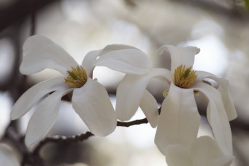 Keuken achterwand Magnolia Twee roze magnoliabloesems samen  © originalpunkt