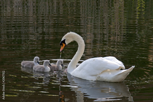 swan with cygnets