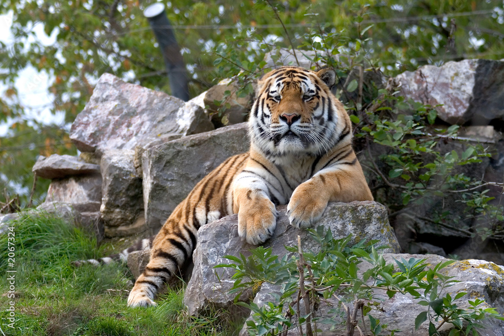 Fototapeta premium tiger on rock