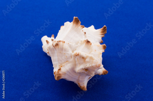 the cockle-shell isolated on blue velvet