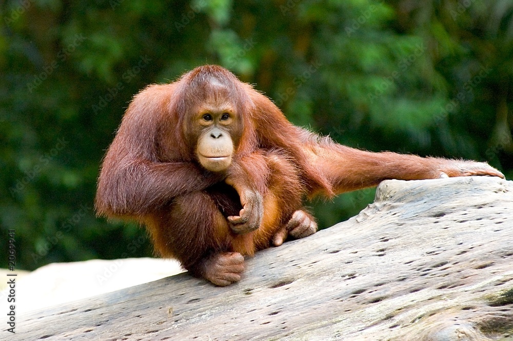 Naklejka premium baby orangutan