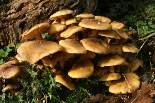 touffe de champignons - im'py