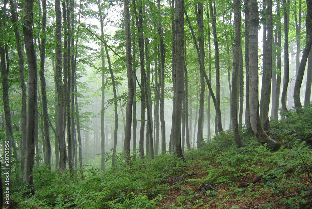 foggy forest foggy forest