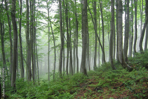 foggy forest © Sergey Emelyanov