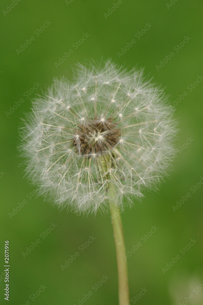 Fototapeta premium fleur de pissenlis