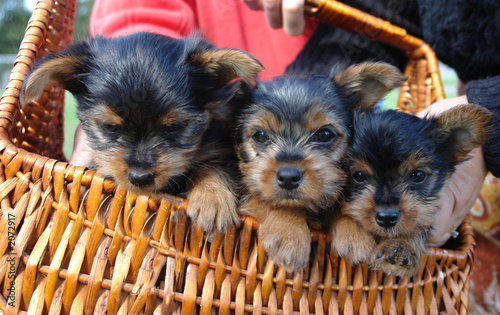 yorkie pups...