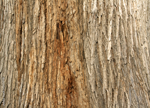 tree bark background photo
