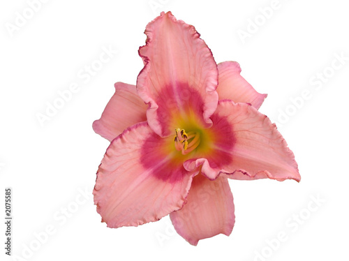 Obraz na plátne pink daylily isolated