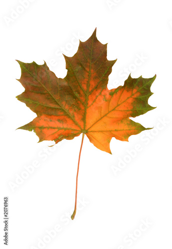 mapple fall leaf