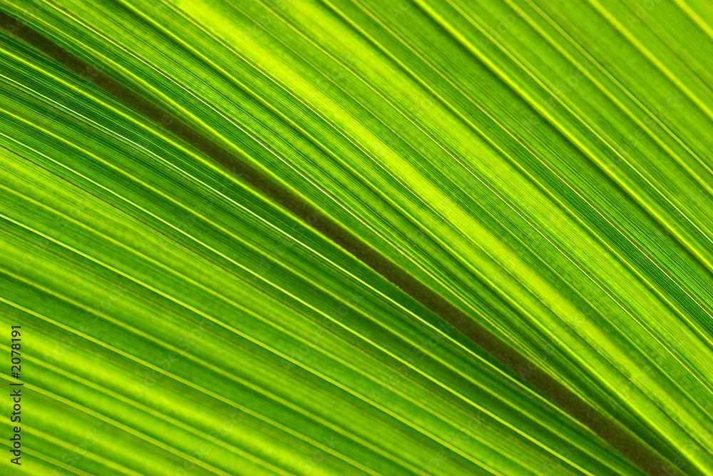tropical tropical