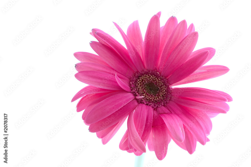 gerbera