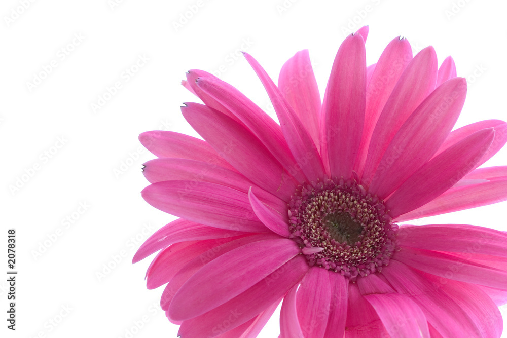 gerbera