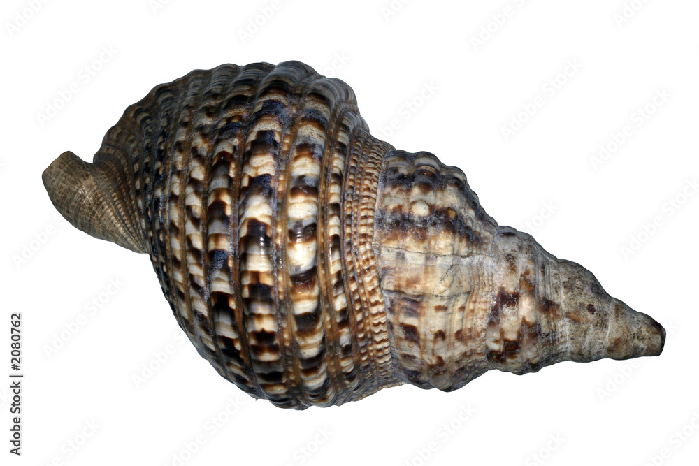striped conch shell