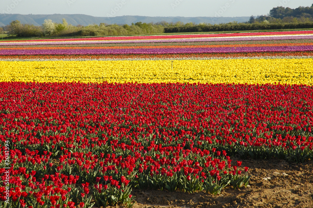 tulipani multicolore