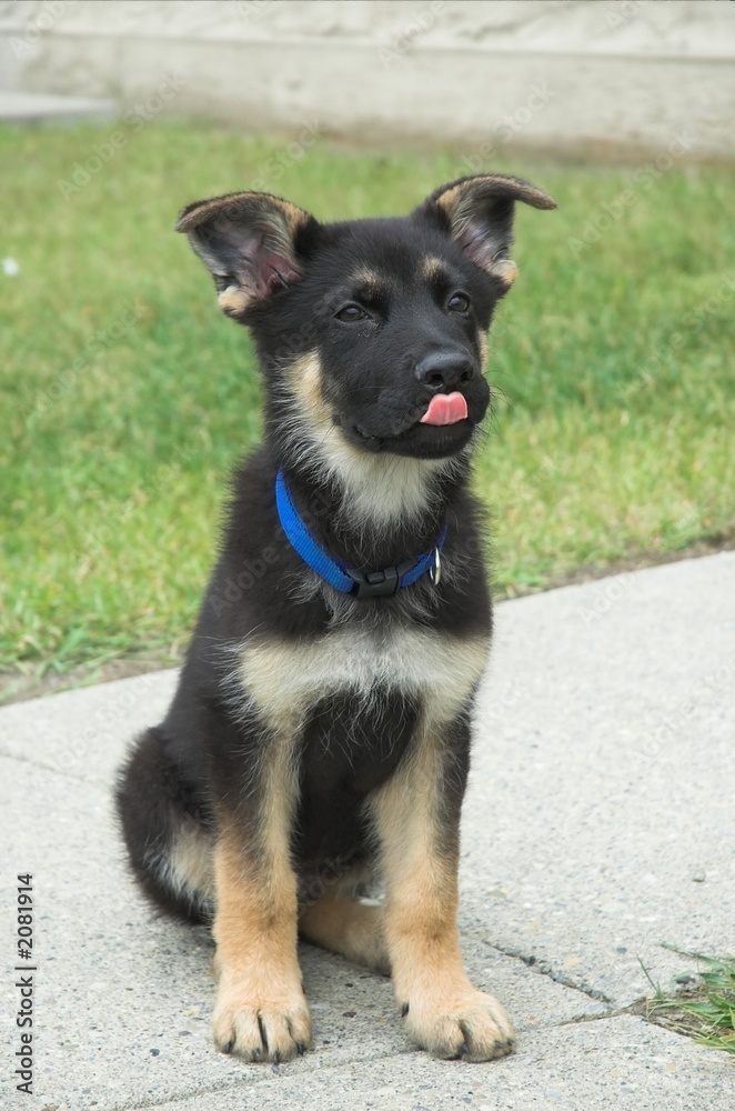german shepherd puppy german shepherd puppy